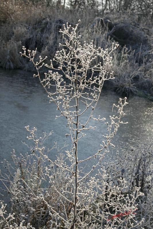 Cjp_2010_01_31_115007 (1).jpg